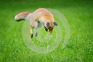 Red fox on hunt when mousing in grass from front side view