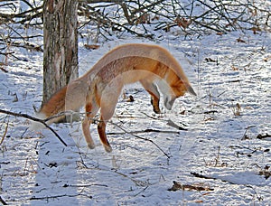 Red Fox is Hunting 1