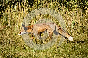 Red fox hunting in field