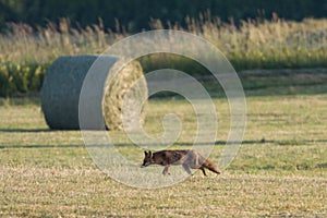 Red fox hunting in a field, Jura, France