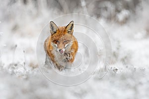 Red fox hunting on meadow in wintertime nature.