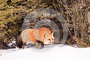 Red fox hunting prey