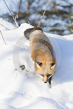 Red fox hunting for rodents