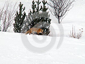 Red fox hunting in the snow