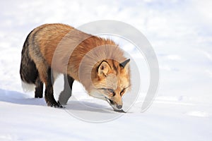 Red fox hunting in snow