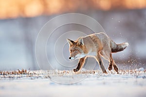Red Fox hunting, Vulpes vulpes, wildlife scene from Europe.An animal in its natural habitat. Beautiful young fox on a snowy meadow