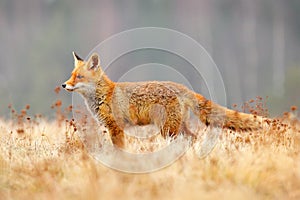 Red Fox hunting, Vulpes vulpes, wildlife scene from Europe. Orange fur coat animal in the nature habitat. Fox on the green forest