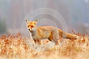 Red Fox hunting, Vulpes vulpes, wildlife scene from Europe. Orange fur coat animal in the nature habitat. Fox on the green forest