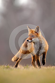 Red Fox hunting, Vulpes vulpes, wildlife scene from Europe. Orange fur coat animal in the nature habitat. Fox on the green forest