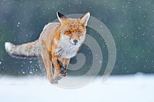 Red Fox hunting, Vulpes vulpes, wildlife scene from Europe. Orange fur coat animal in the nature habitat. Fox on the winter forest