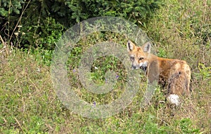 Red Fox Hunting in a Wooded Area of North Rustico PEI