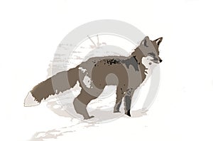 Red Fox Illustration - Standing Alert