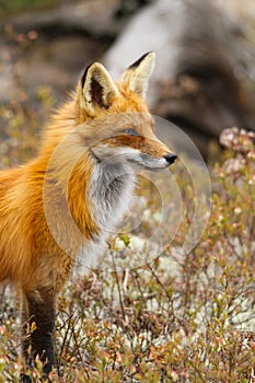 Red Fox