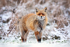 Red fox infected with mange without fur on the tail in winter standing on snow.