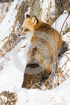 Red fox with intense look