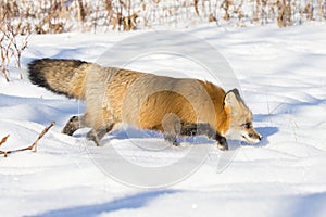 Red fox intent on catching prey