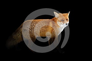 Red fox isolated on black background