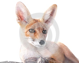 Red fox isolated on white