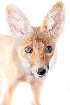 Red fox isolated on white background