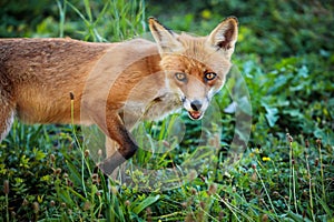 Red fox in its natural habitat