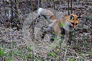 Red Fox jumping on prey