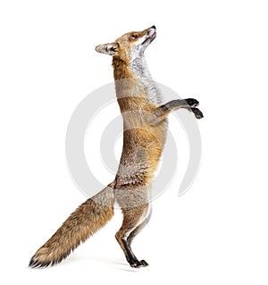 Red fox jumping, two years old, isolated