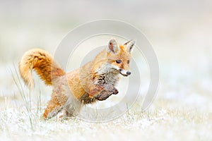 Red Fox jumping, Vulpes vulpes, wildlife scene from Europe. Orange fur coat animal hunting in the nature habitat. Fox jump on the