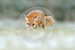 Red Fox jumping , Vulpes vulpes, wildlife scene from Europe. Orange fur coat animal in the nature habitat. Fox on the green forest