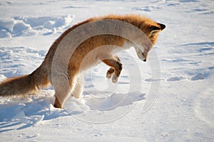 Red fox jumping into winter snow while hunting