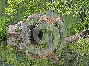 A Red Fox jumps from a boulder to the green bank.