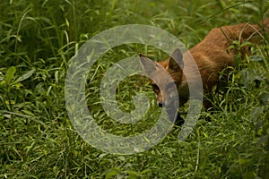 Red Fox Juvenile Stalk