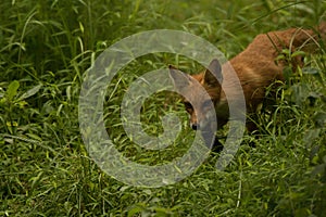 Red Fox Juvenile Stalk