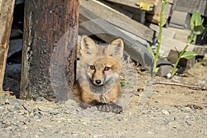 Red Fox Kid in the Adirondacks