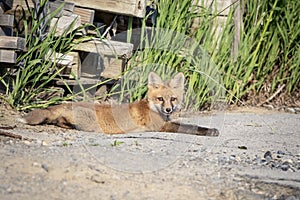 Red Fox Kid in the Adirondacks