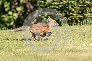 Red Fox Kid in the Adirondacks