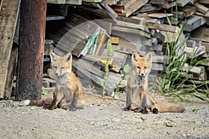 Red Fox Kids in the Adirondacks