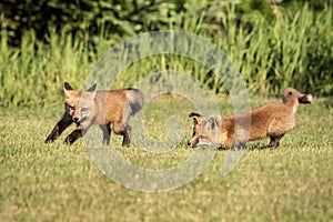 Red Fox Kids Playing in the Adirondacks