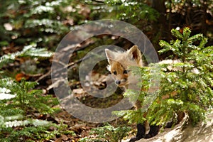 Red Fox Kit