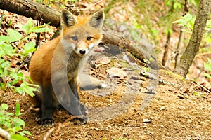 Red Fox Kit Baby