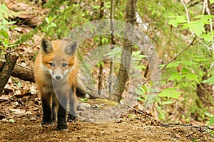 Red Fox Kit Baby
