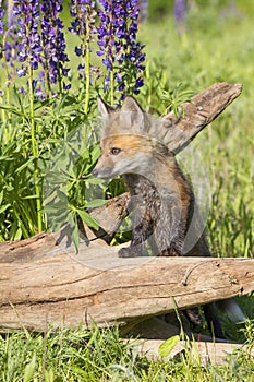 Red Fox kit in lupine flowers