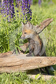 Red Fox kit in lupine flowers photo