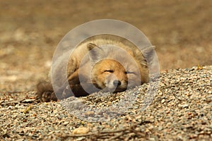 Red Fox Kit Sleeping