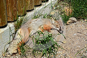 Red Fox Kit Sleeping