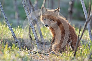 Red fox kit Vulpes vulpes