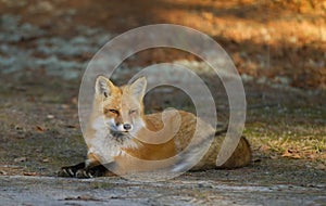 Red fox kit Vulpes vulpes in autumn in Algonquin Park