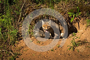 Red Fox Kit Vulpes vulpes Crawls Out of Den