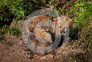 Red Fox Kit (Vulpes vulpes) Crawls About Outside Den