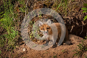 Red Fox Kit Vulpes vulpes Sits Outside Den