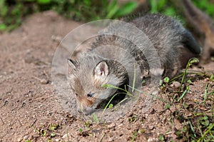 Red Fox Kit (Vulpes vulpes) Sniffs Ground Outside Den